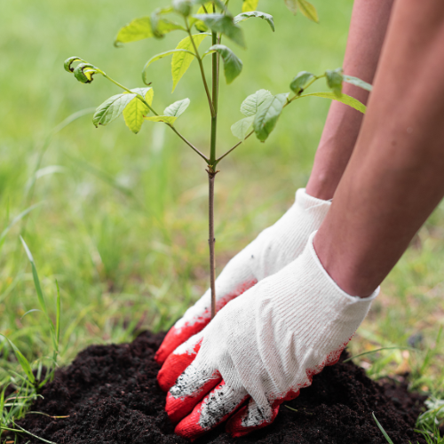 Tree-Planting-in-San-Antonio-TX