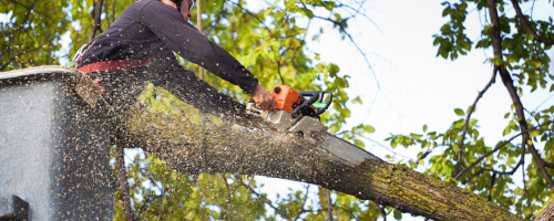 Tree-Service-in-Shavano-Park-Texas